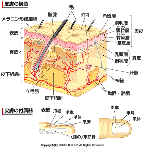 正常皮膚の構造